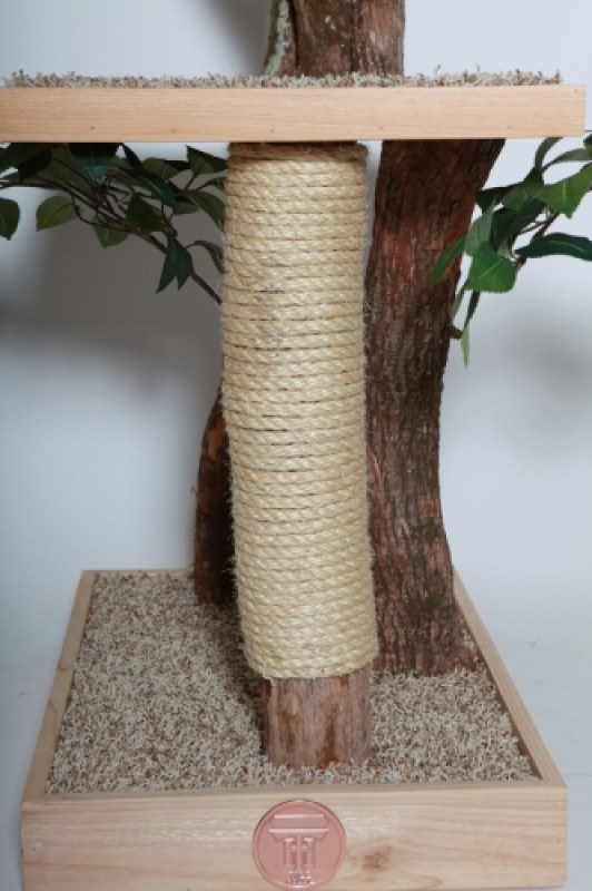 Sycamore Scratching Log close up.jpg